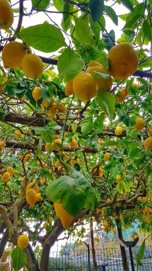 Il Limoneto Degli Angeli Vila Minori Exterior foto