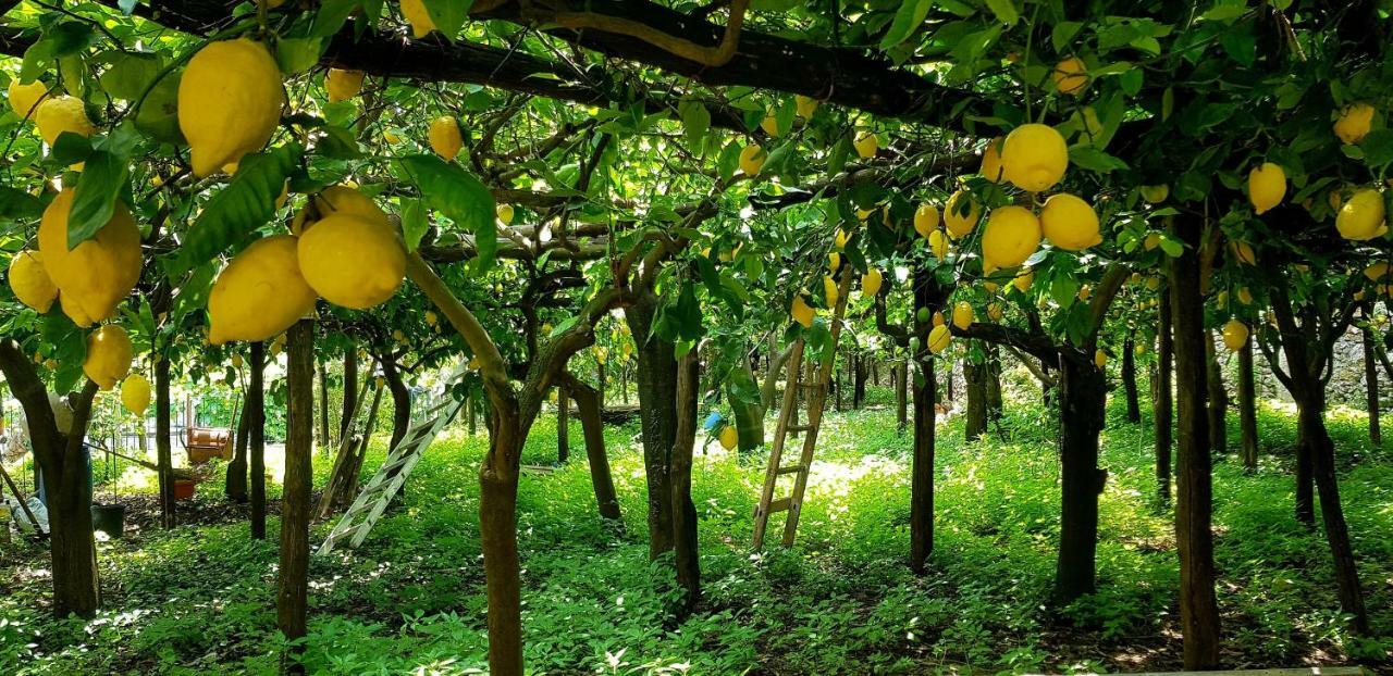 Il Limoneto Degli Angeli Vila Minori Exterior foto